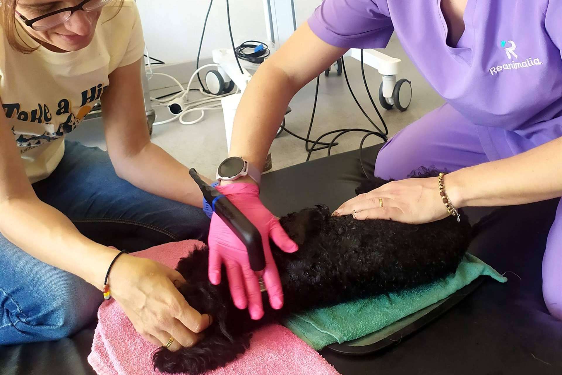 Ventajas de la radiofrecuencia INDIBA en el mundo veterinario, por Reanimalia