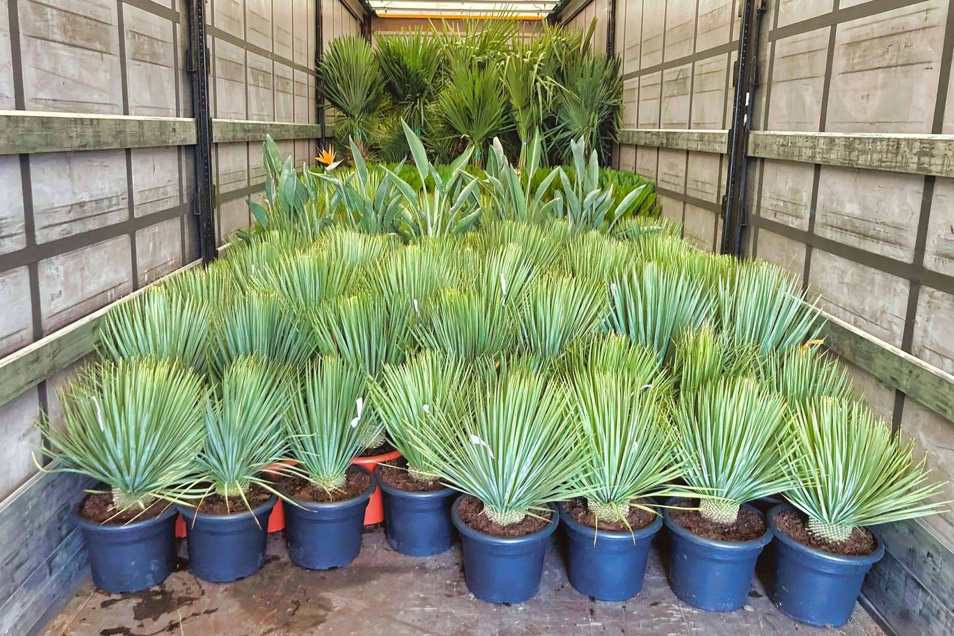 Tropicalia Garden se consolida como socio mayorista referente de palmeras y plantas ornamentales
