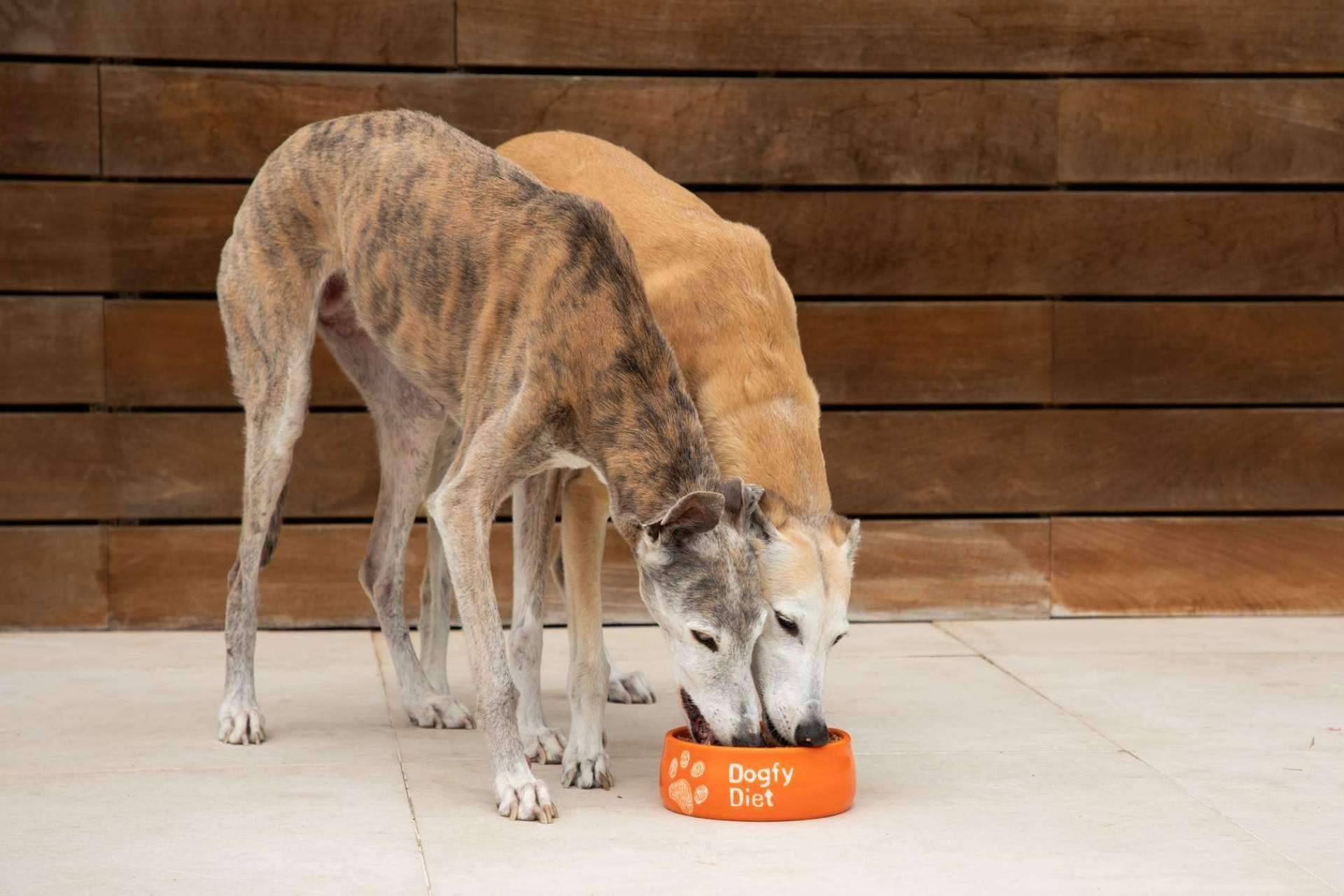 Dogfy Diet ofrece recetas naturales para perros