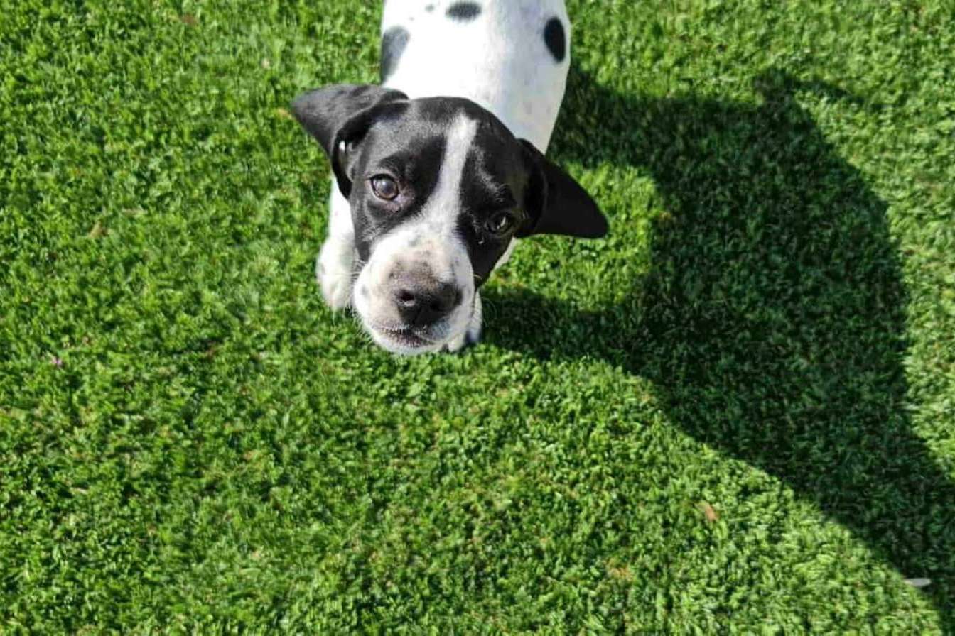 ¿Por qué optar por el césped artificial para mascotas? Las soluciones de Albergrass
