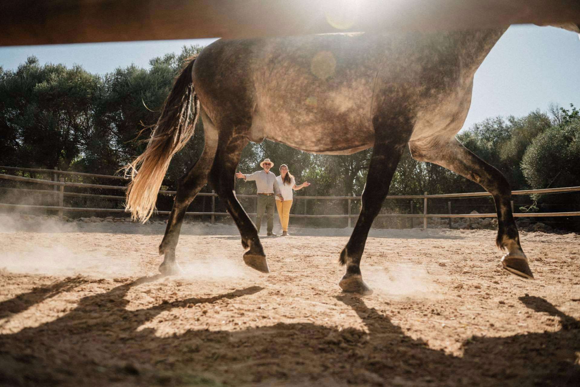 Recuperar la autenticidad por medio del coaching individual asistido por caballos con Son Cavalls