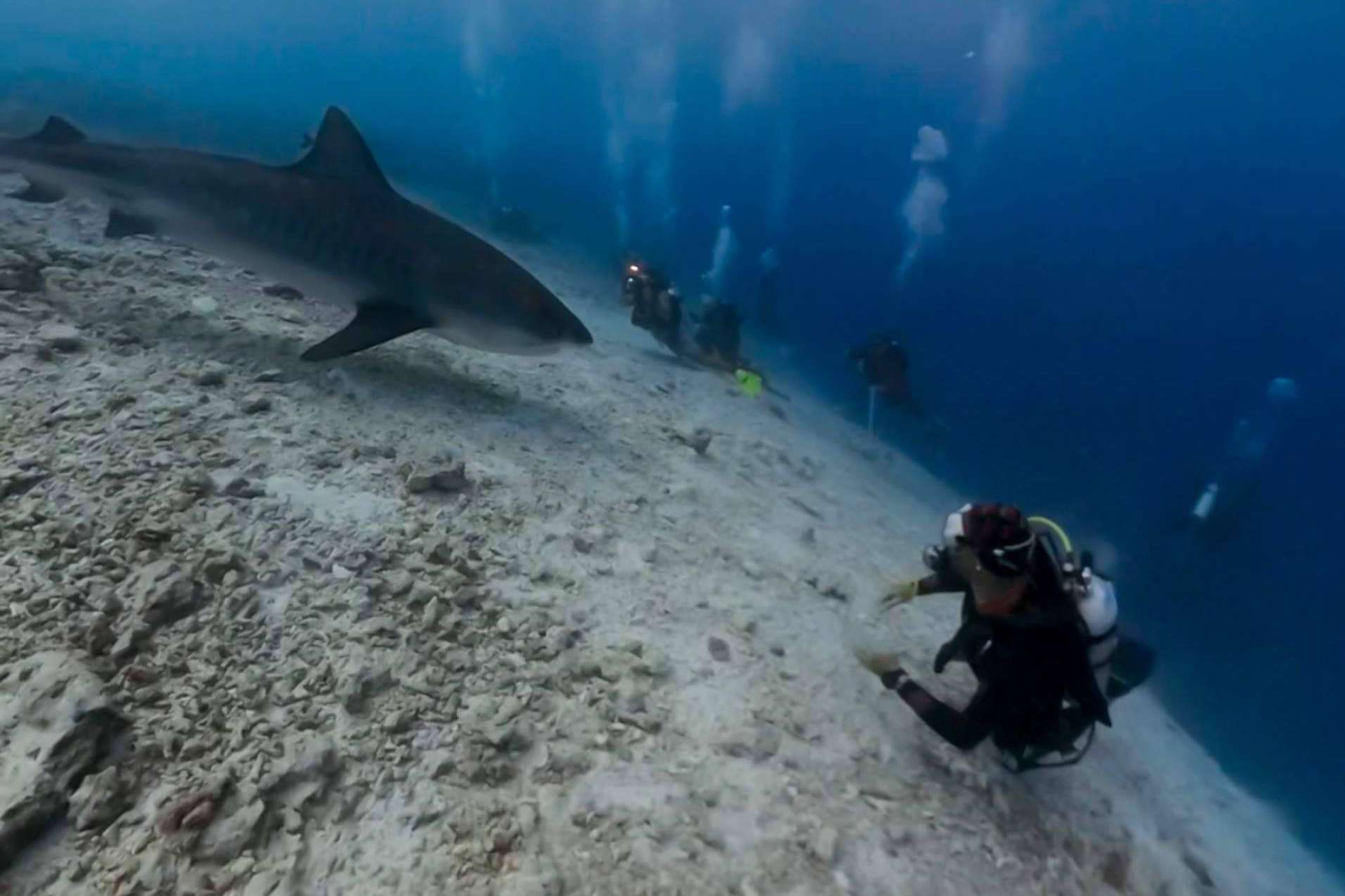 Buceo seguro con tiburones tigre en Fuvahmulah, una experiencia inolvidable y segura con Drop Dive Maldives