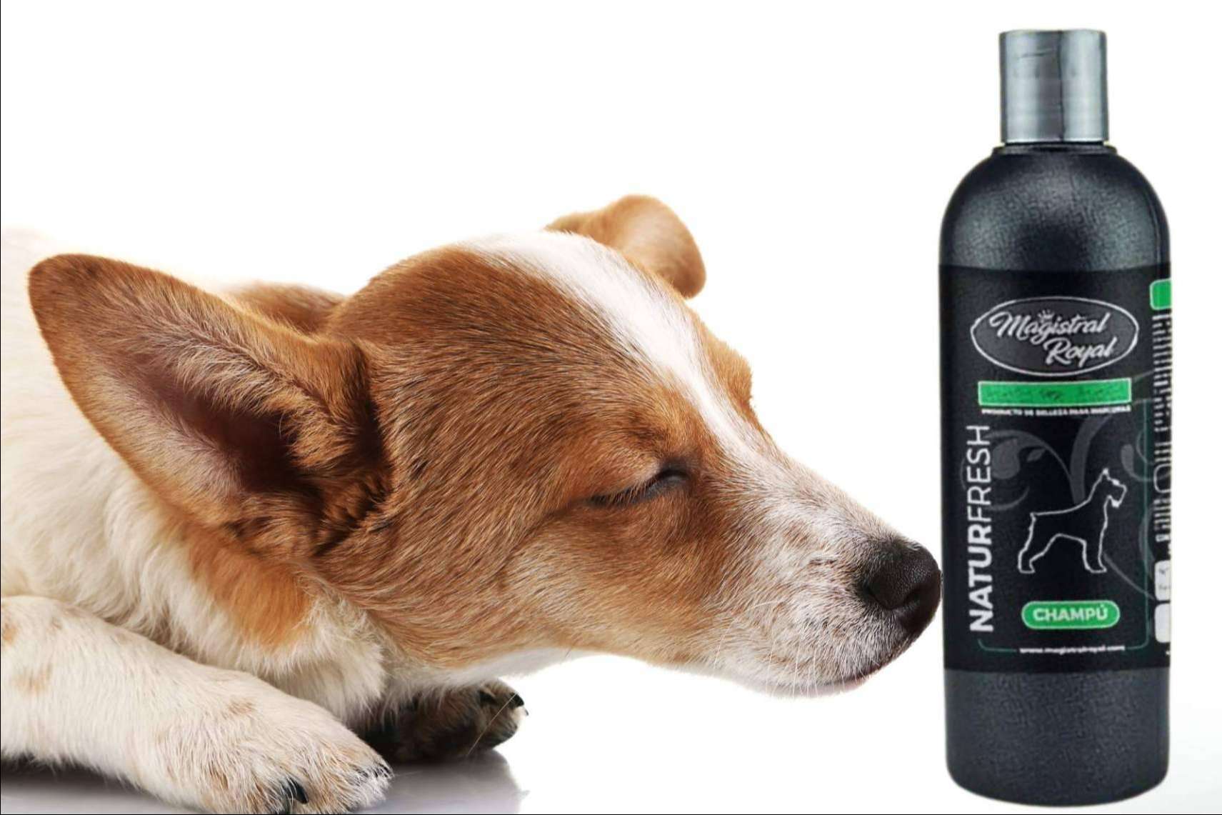 Magistral Royal presenta Natur Fresh; el champú natural repelente para perros y gatos