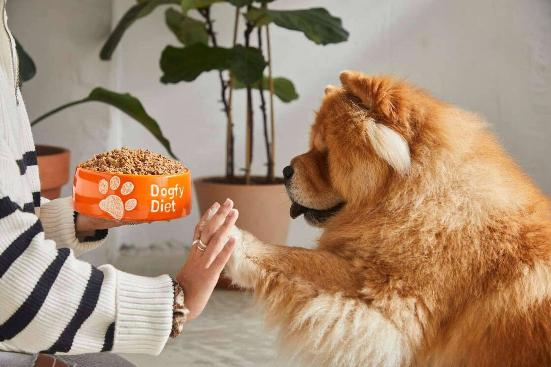 La comida natural que ofrece Dogfy Diet