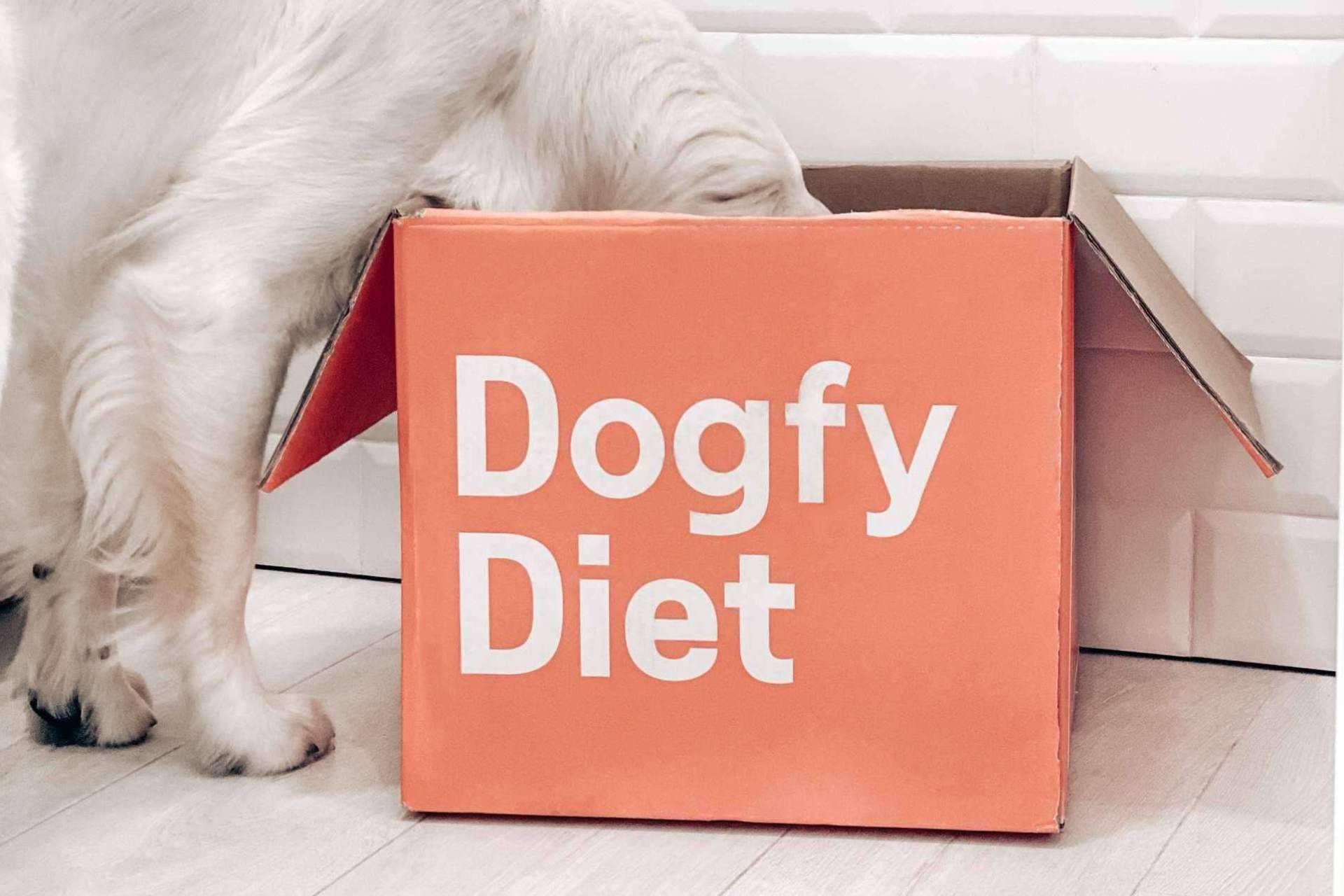 Recomendaciones para alimentar mejor a un perro