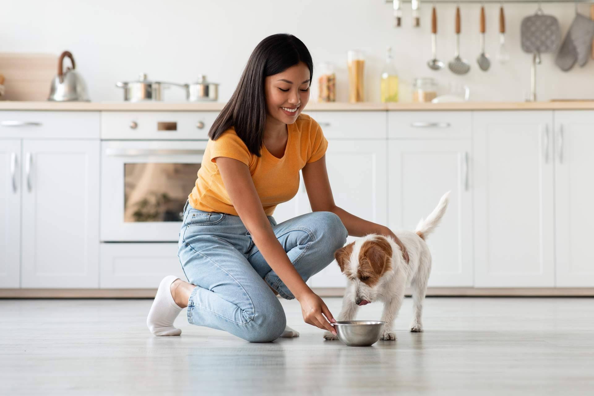 Dogfy Diet ofrece planes personalizados de alimentación saludable para los compañeros caninos