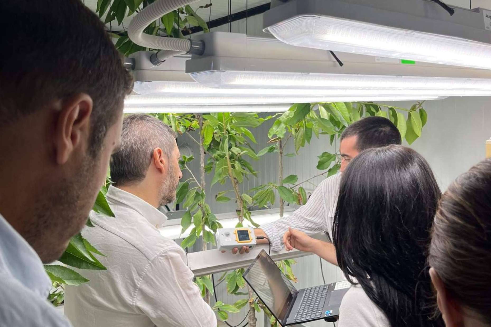 Todas las claves del cultivo vertical