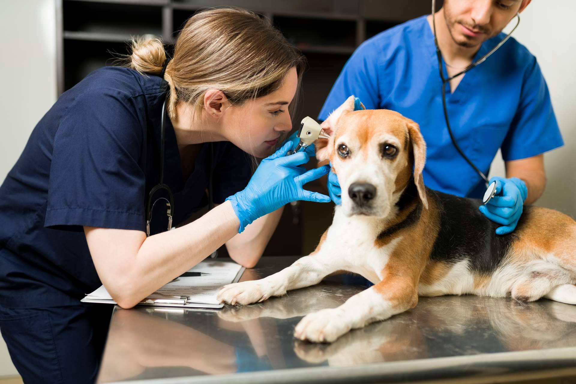 Vetformación ofrece prácticas de auxiliar veterinaria para el próximo curso 2024-2025