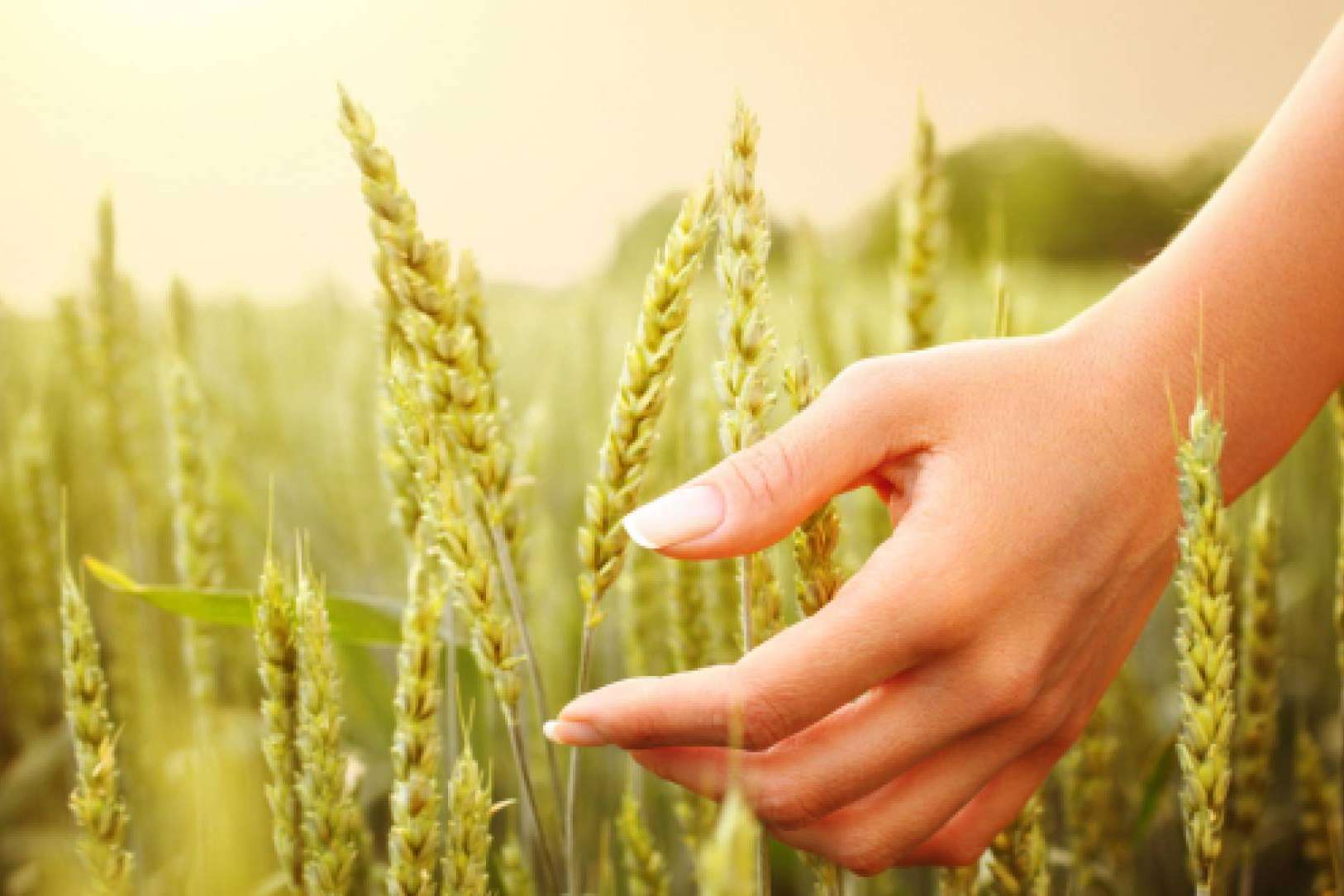 Soluciones de alimentación eficaces que Vida Natural aporta en su tienda online
