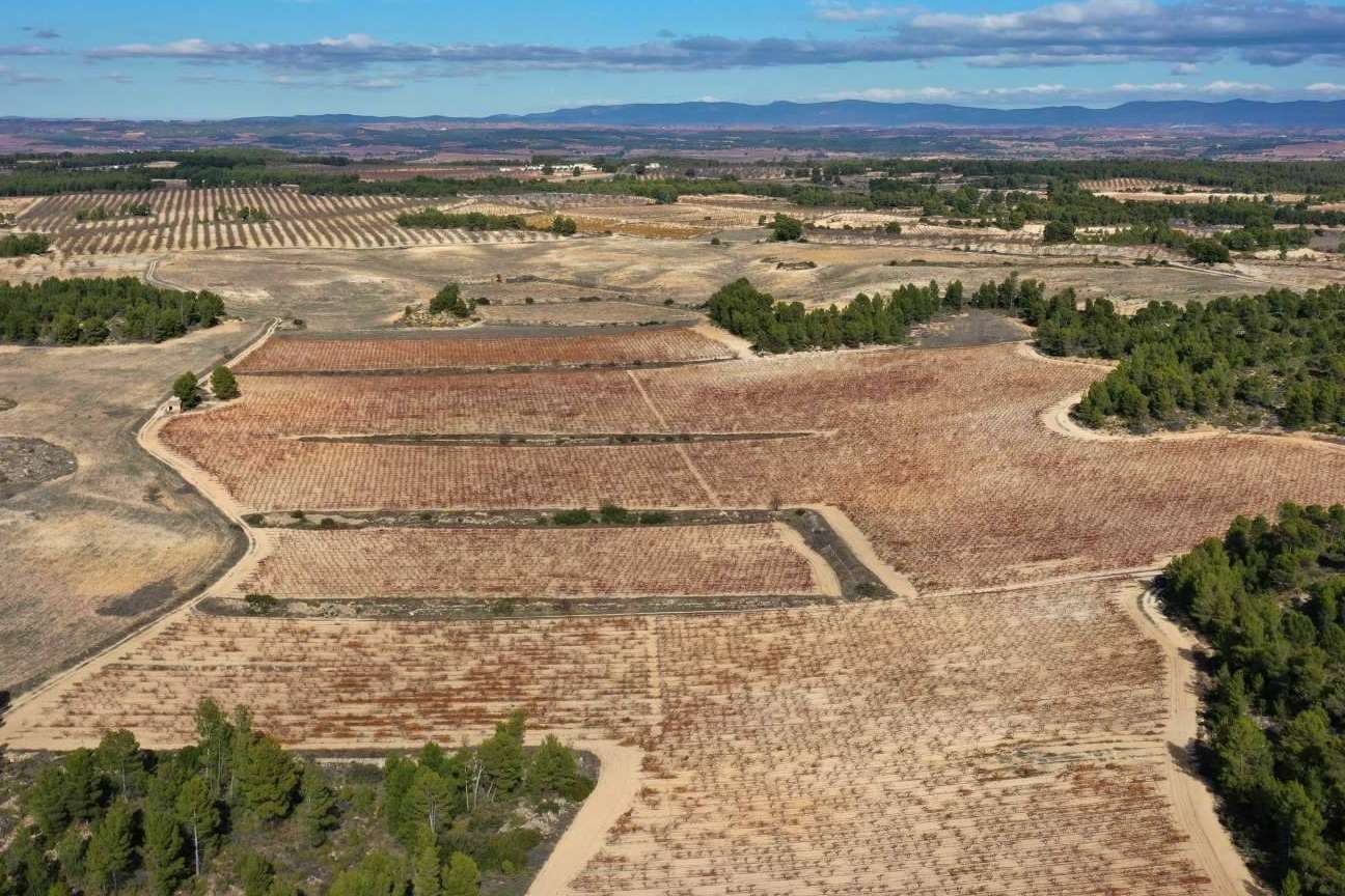 Bodegas Vegalfaro elabora los vinos ecológicos de alta calidad Pago de los Balagueses
