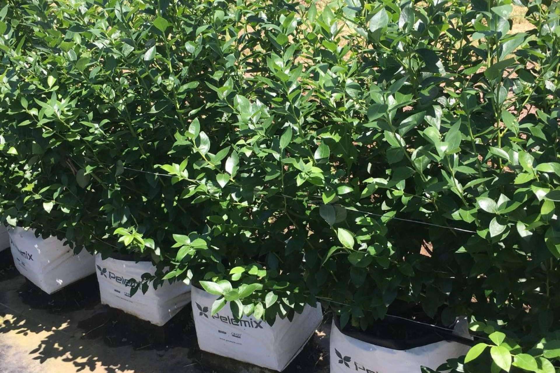 Pelemix potencia el cultivo hidropónico de arándanos con sus innovadores Open Tops (3B)