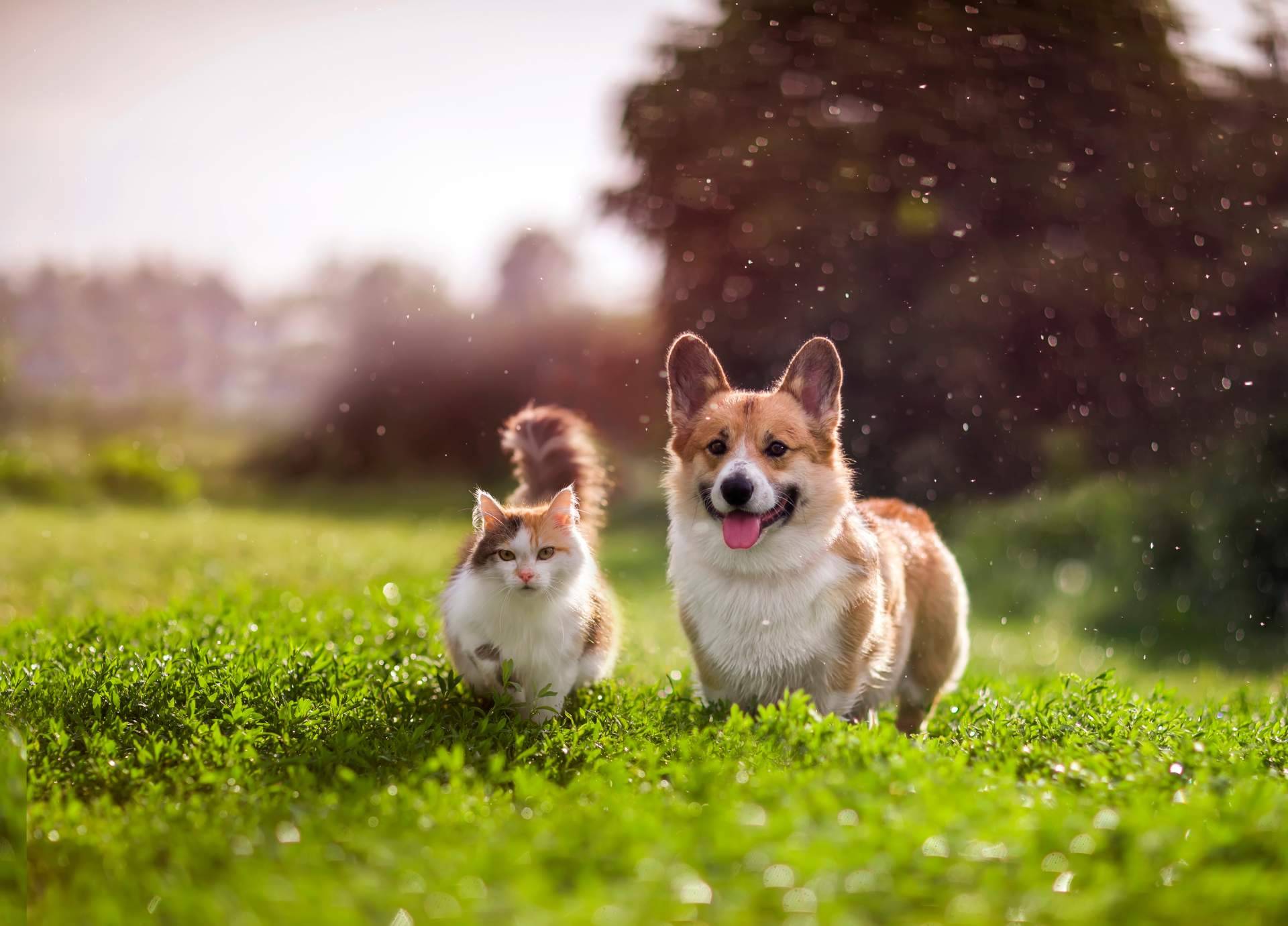 La nueva tendencia en el cuidado de gatos y perros, smoothies y bebidas energéticas