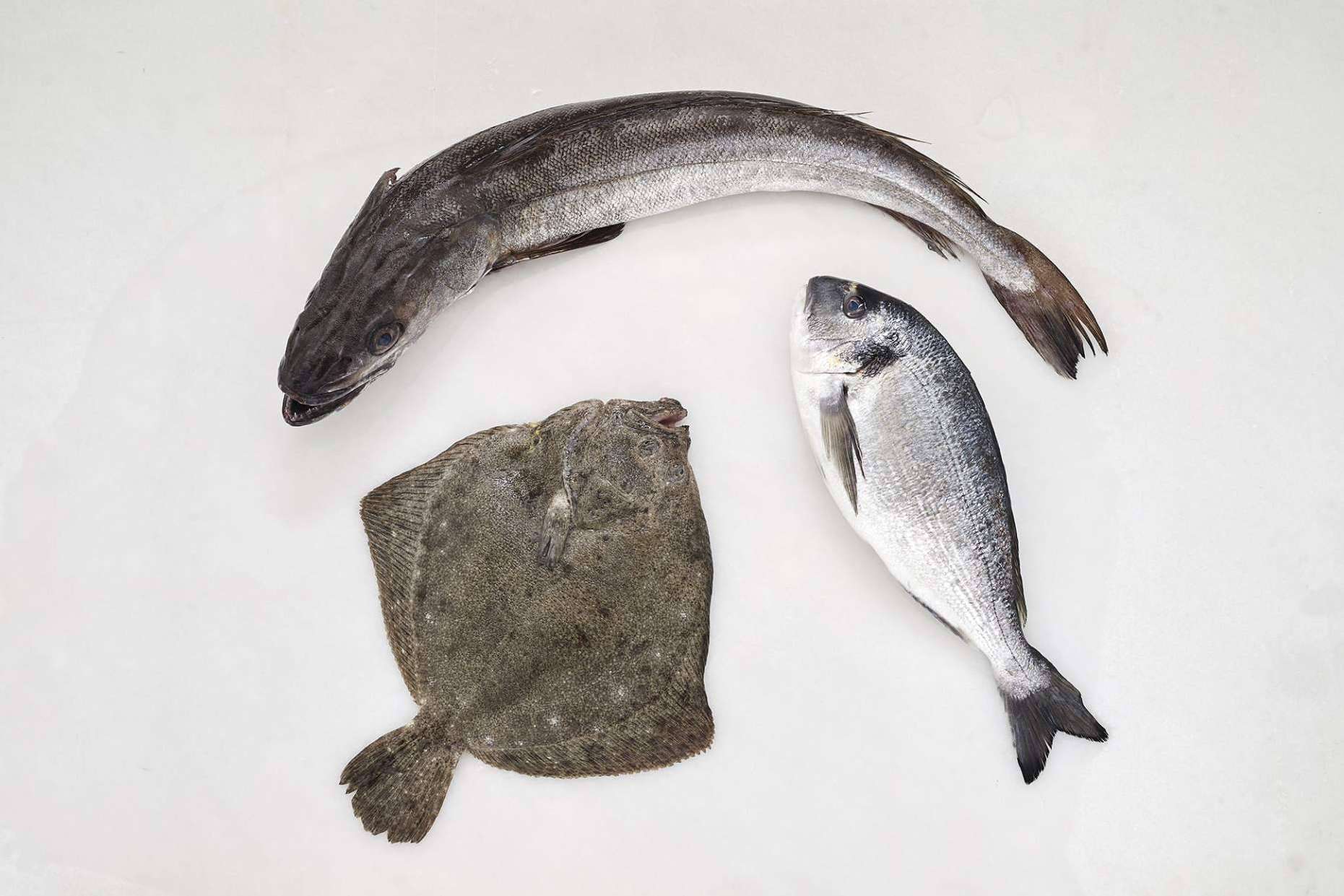 Pescado blanco, la clave para volver a los hábitos saludables después del verano