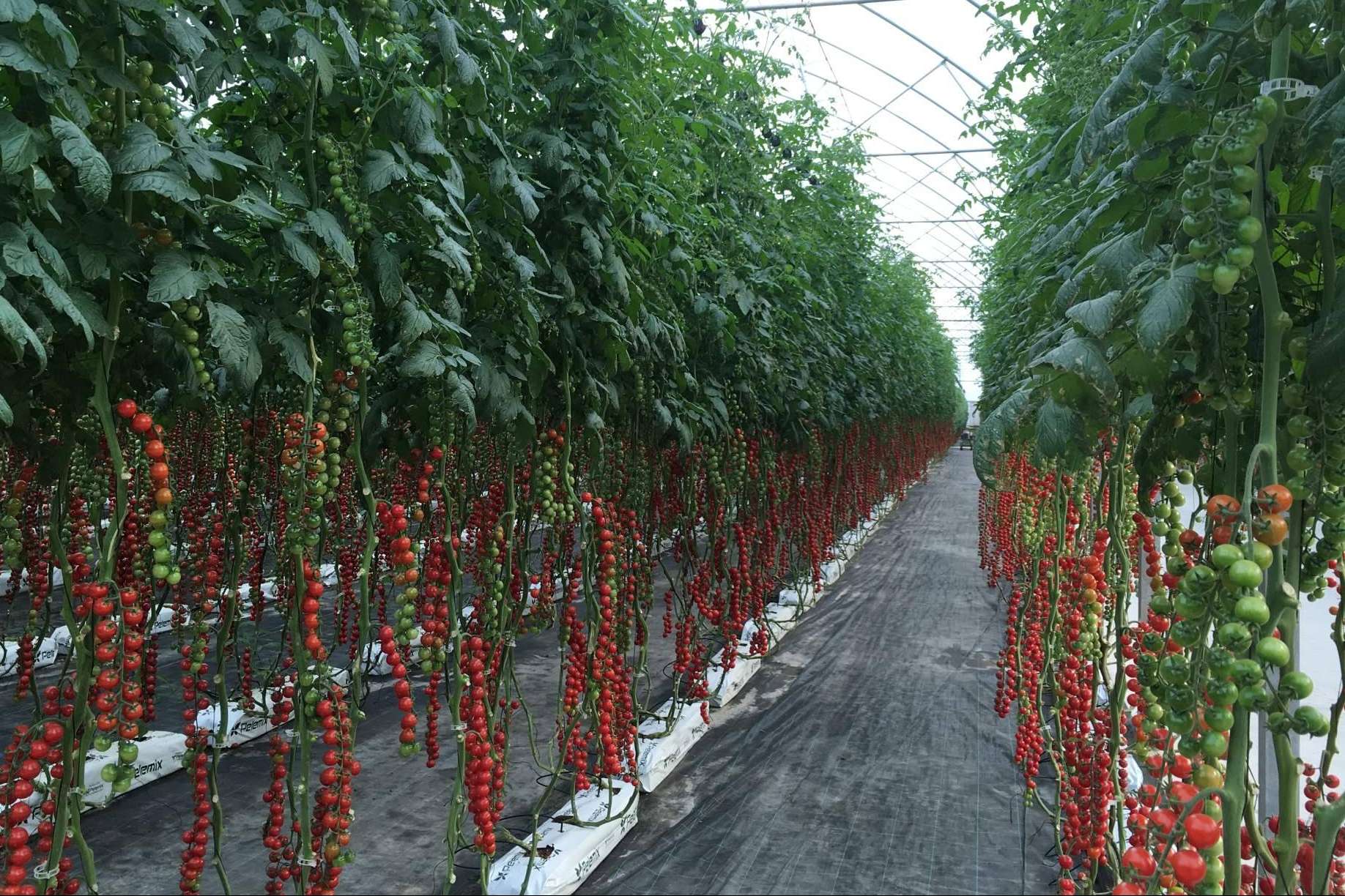 Los sustratos de coco de Pelemix aportan propiedades excepcionales para potenciar el cultivo de tomates
