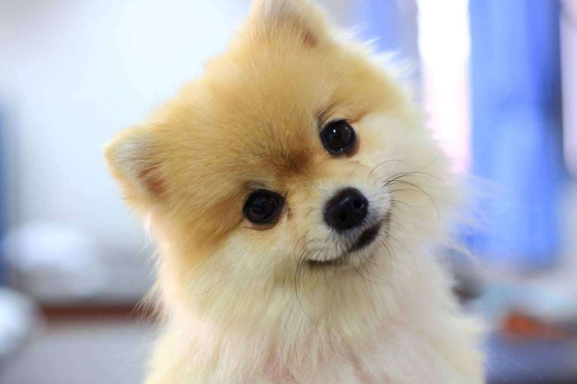 Pomerania, una raza amigable y cariñosa