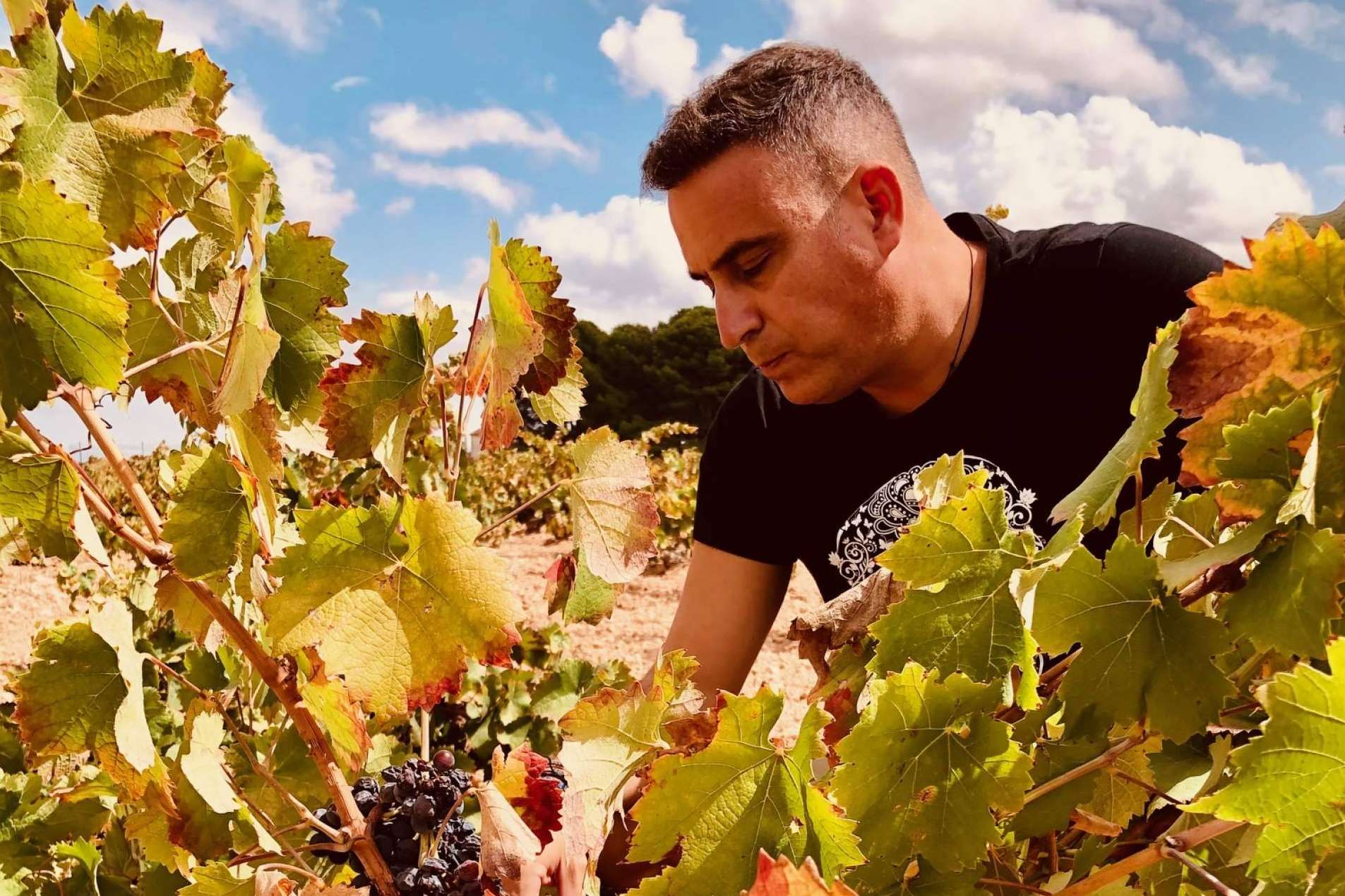 Acerca de los vinos DEMUERTE