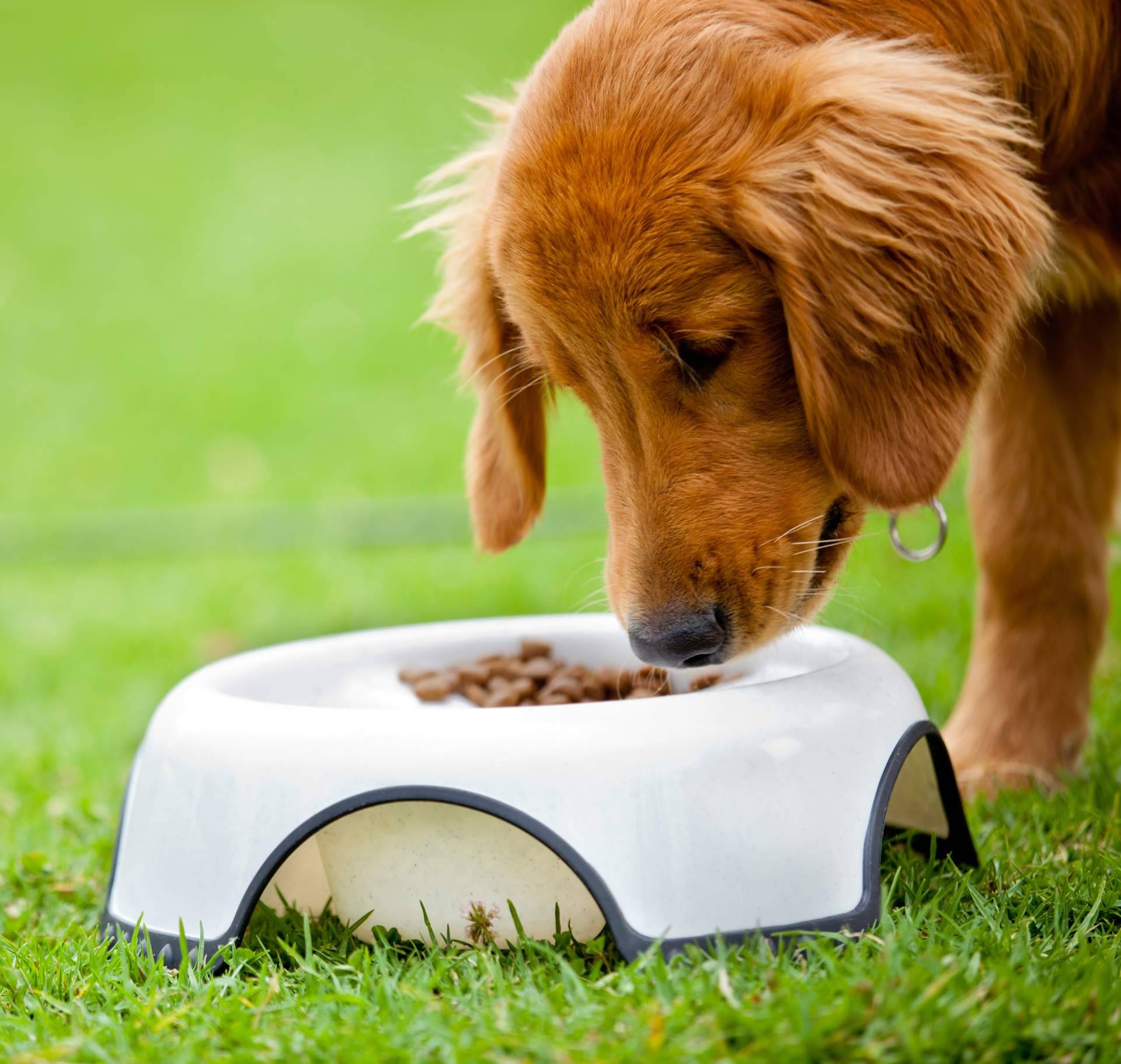 Alimentación especializada para mascotas con necesidades especiales