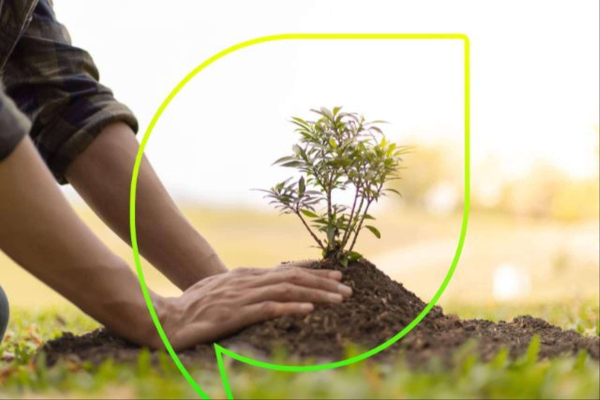Más de 4.000 árboles plantados con EccoForest; EccoFreight y Folia Project unen fuerzas contra la desertización