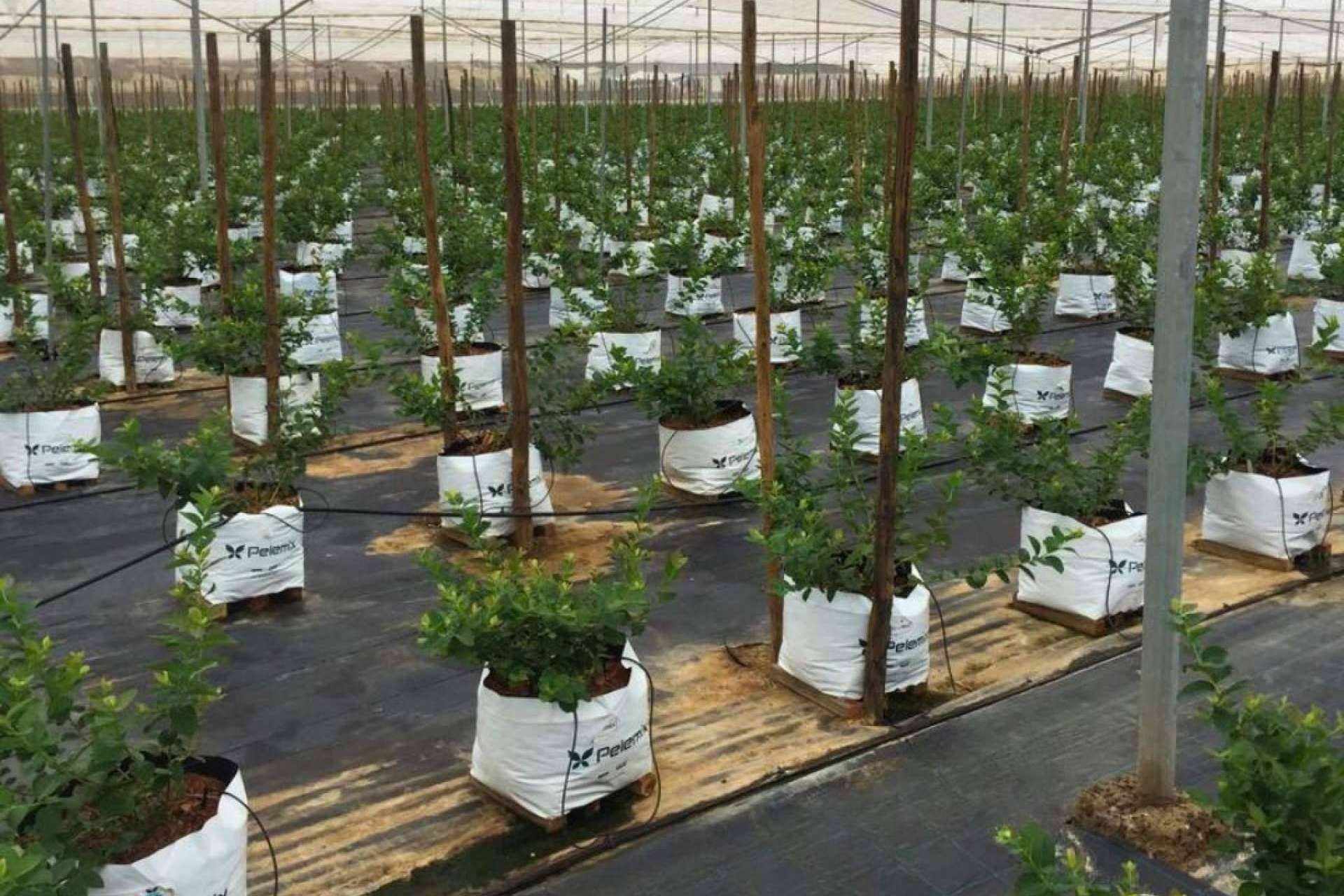 Pelemix impulsa el rendimiento sostenible del cultivo de arándanos con soluciones de sustrato de coco de alta calidad