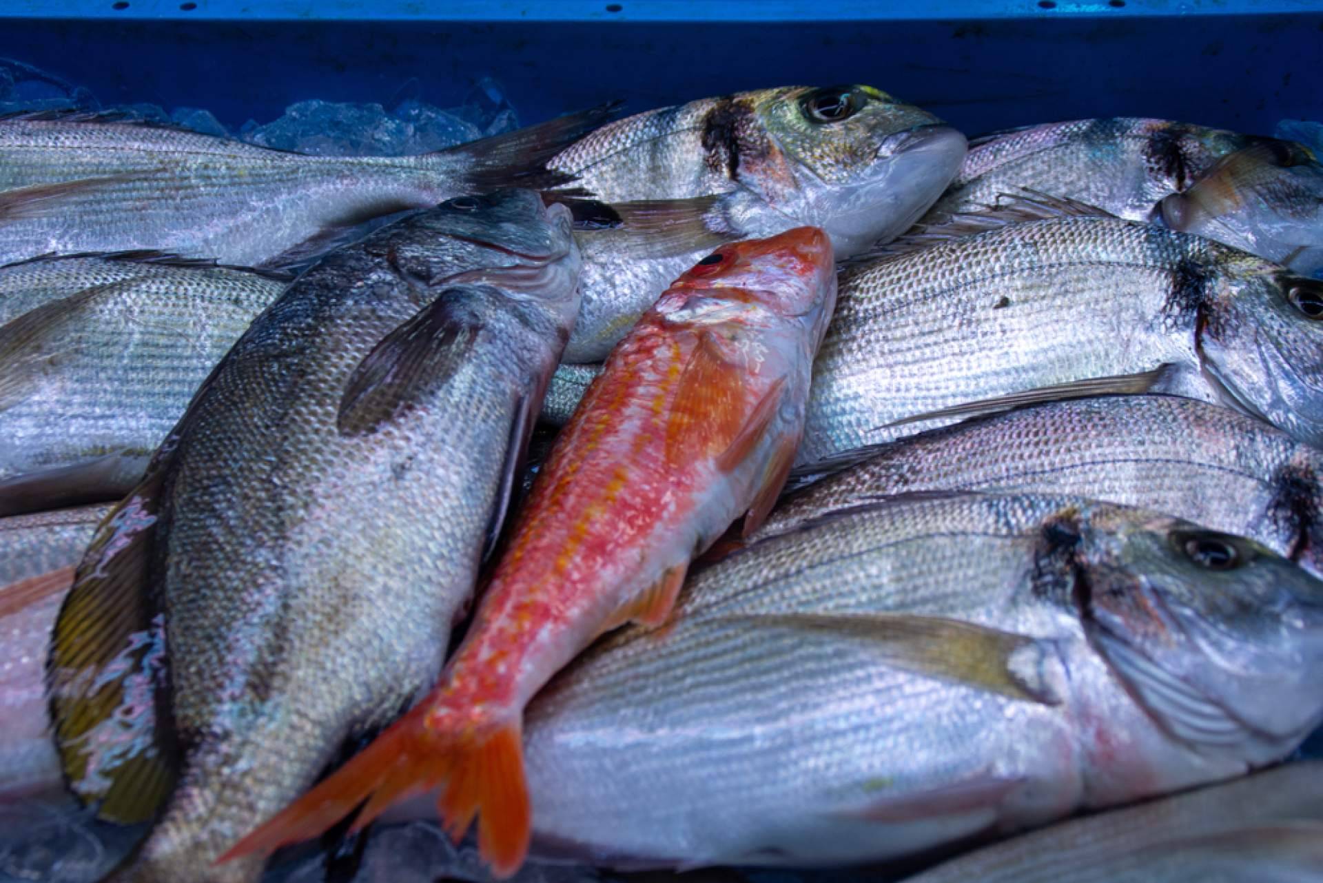 Frescura y calidad en pescados y mariscos, el compromiso de Pescadería Younes Ceuta