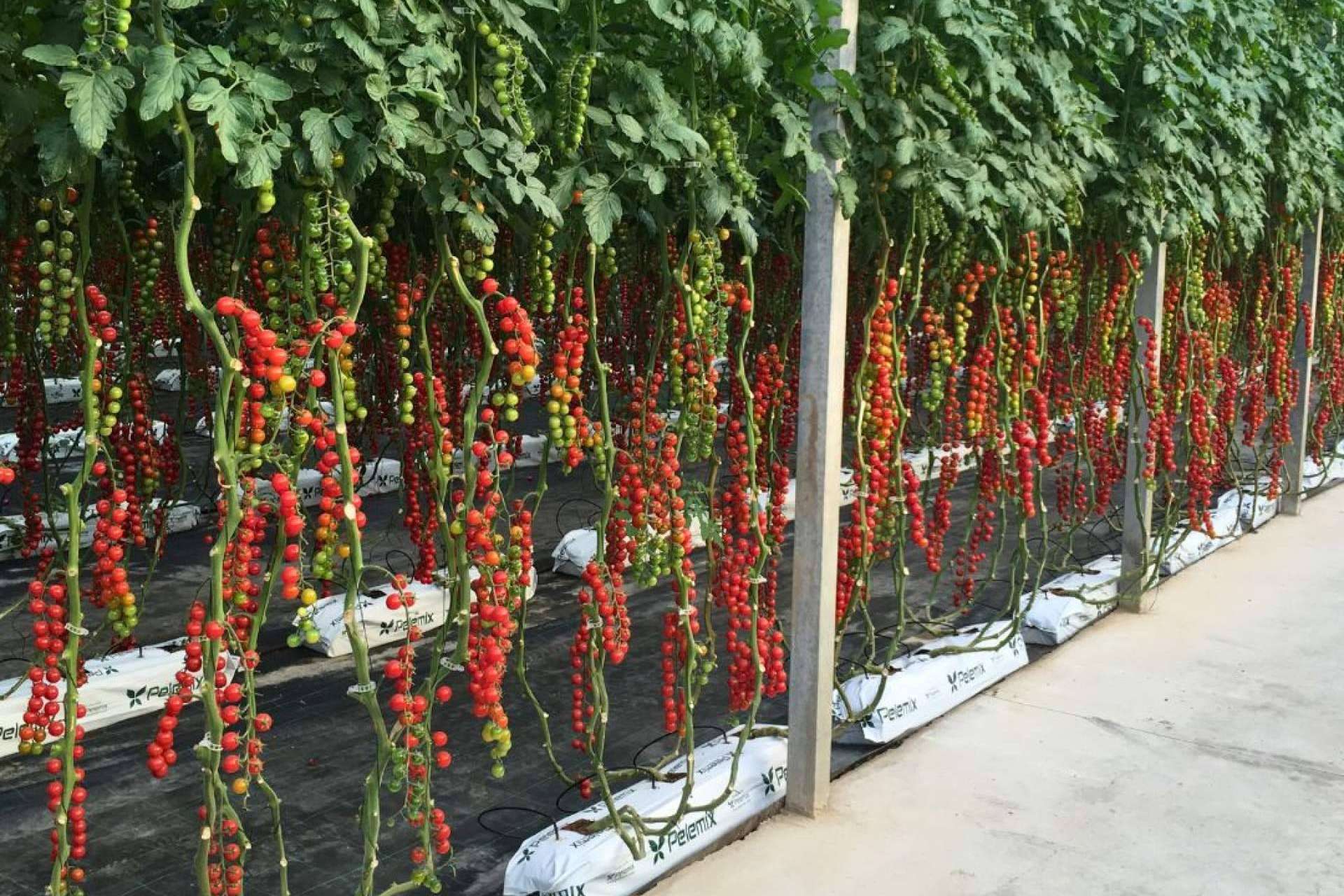 Sustratos de coco, la clave para cultivos de tomates en invernaderos