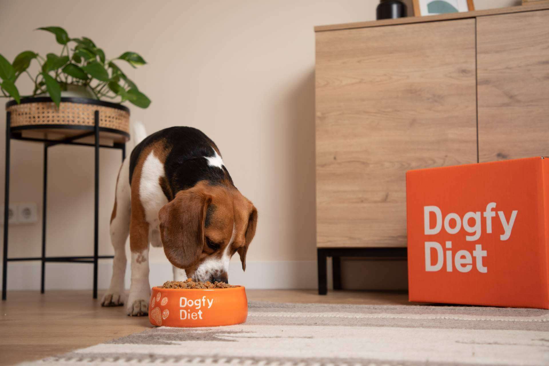 La comida casera para perros llega a domicilio con Dogfy Diet