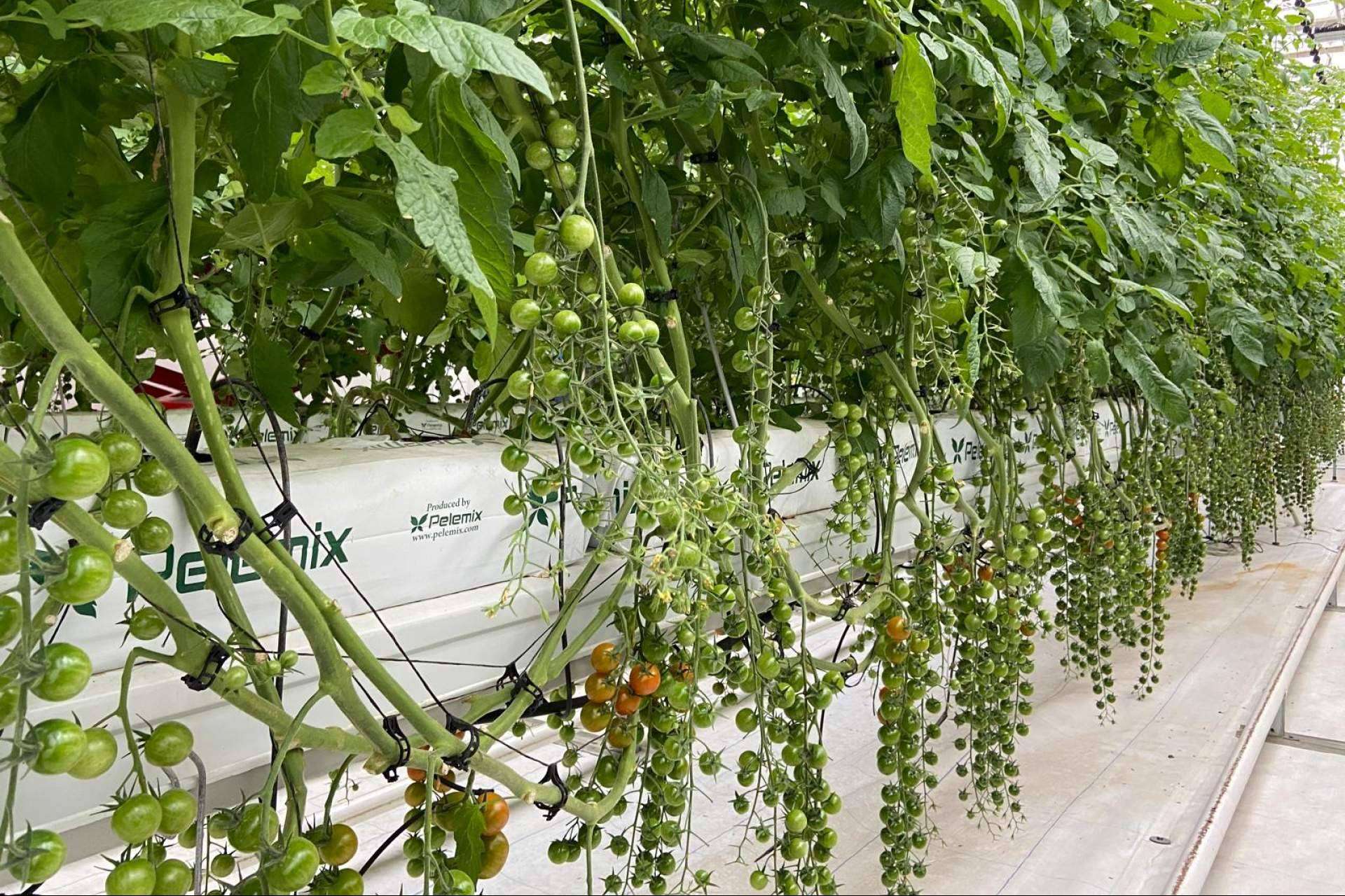 Pelemix transforma la agricultura con soluciones sostenibles y de alto rendimiento