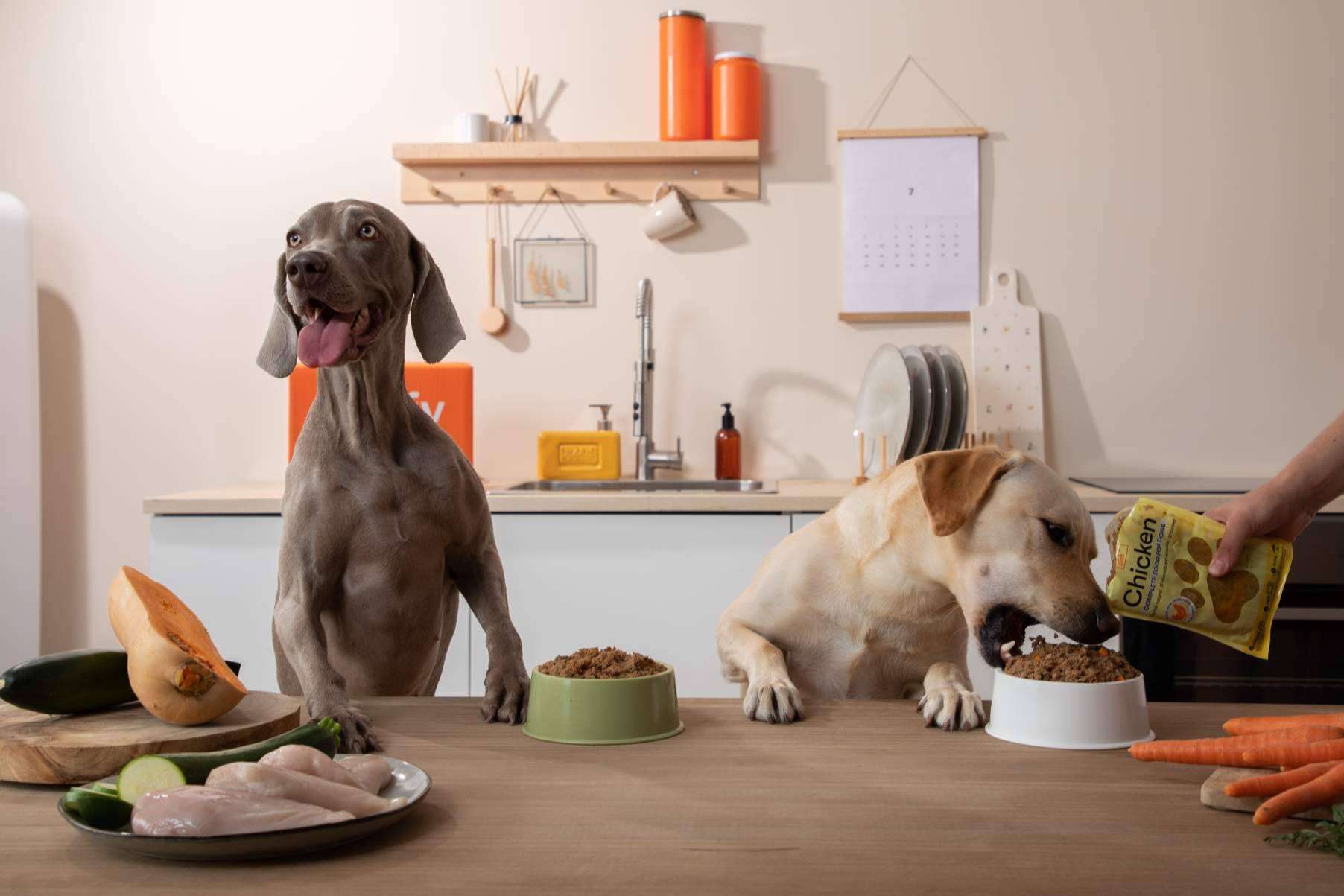 Tendencias en alimentación natural para perros; una revolución hacia la salud y sostenibilidad