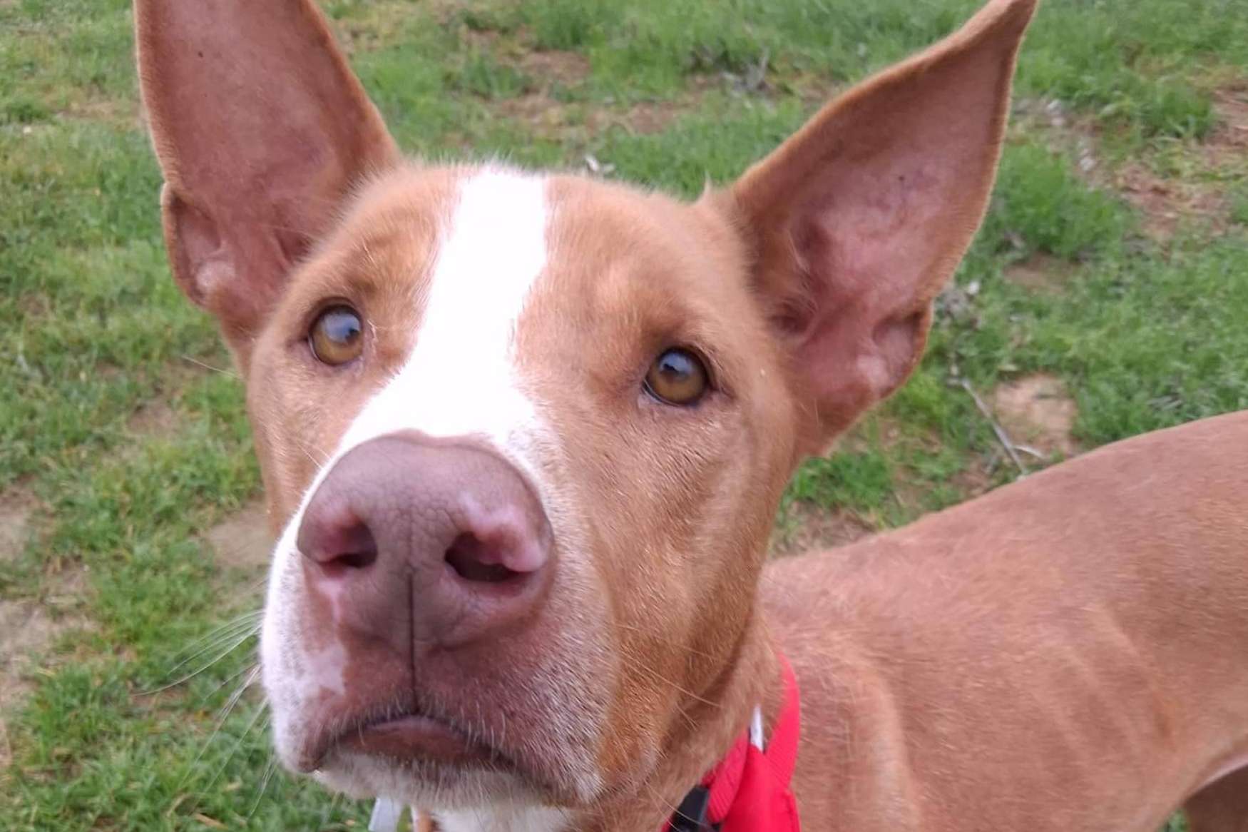 SOS Vidas, esperanza y protección para los animales en situación de abandono