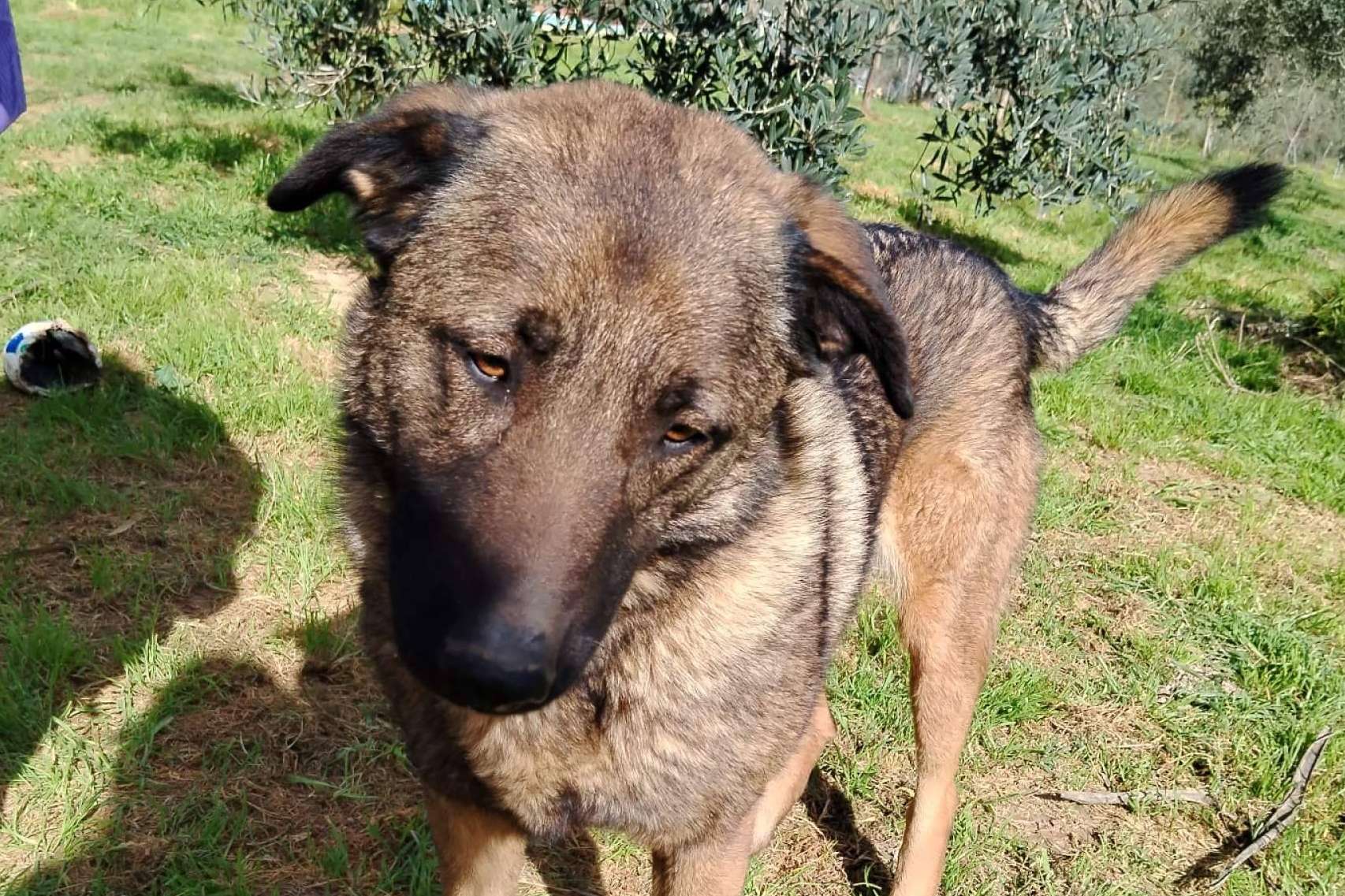 El rescate de animales maltratados, una labor que SOS Vidas mantiene pese a la falta de apoyo institucional