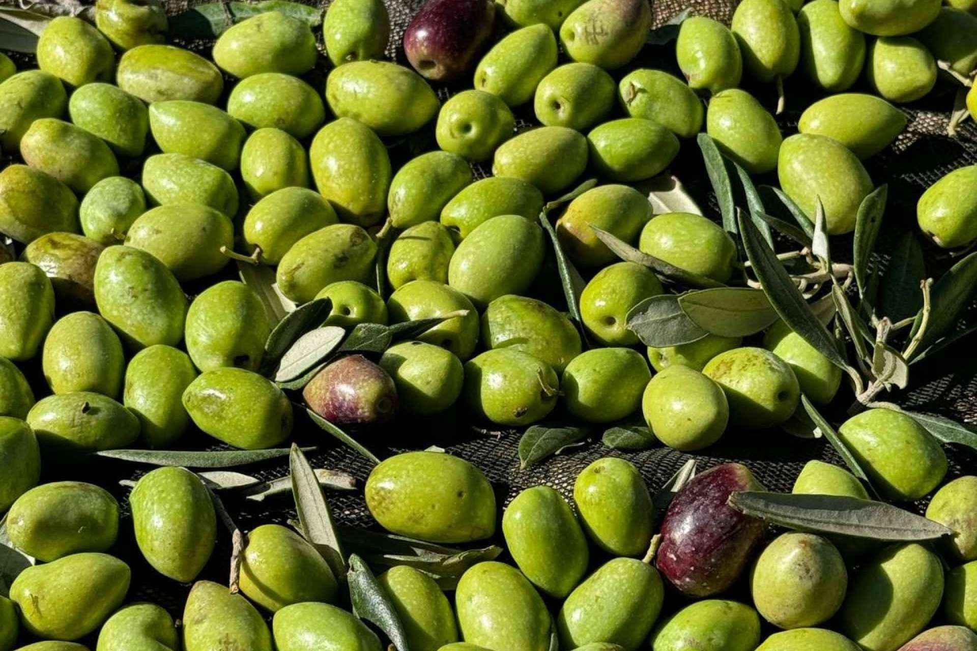 Del olivar a la botella, el viaje exquisito del aceite de oliva gourmet de Tercio de las Torres