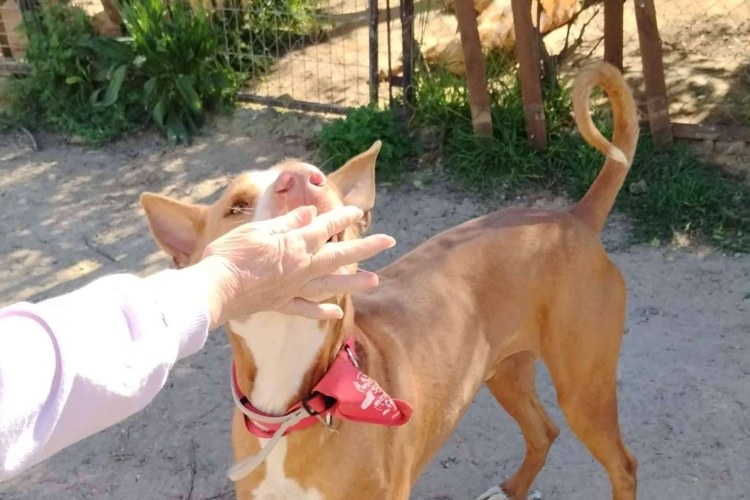 SOS Vidas lanza un llamamiento urgente para salvar su labor de rescate de animales