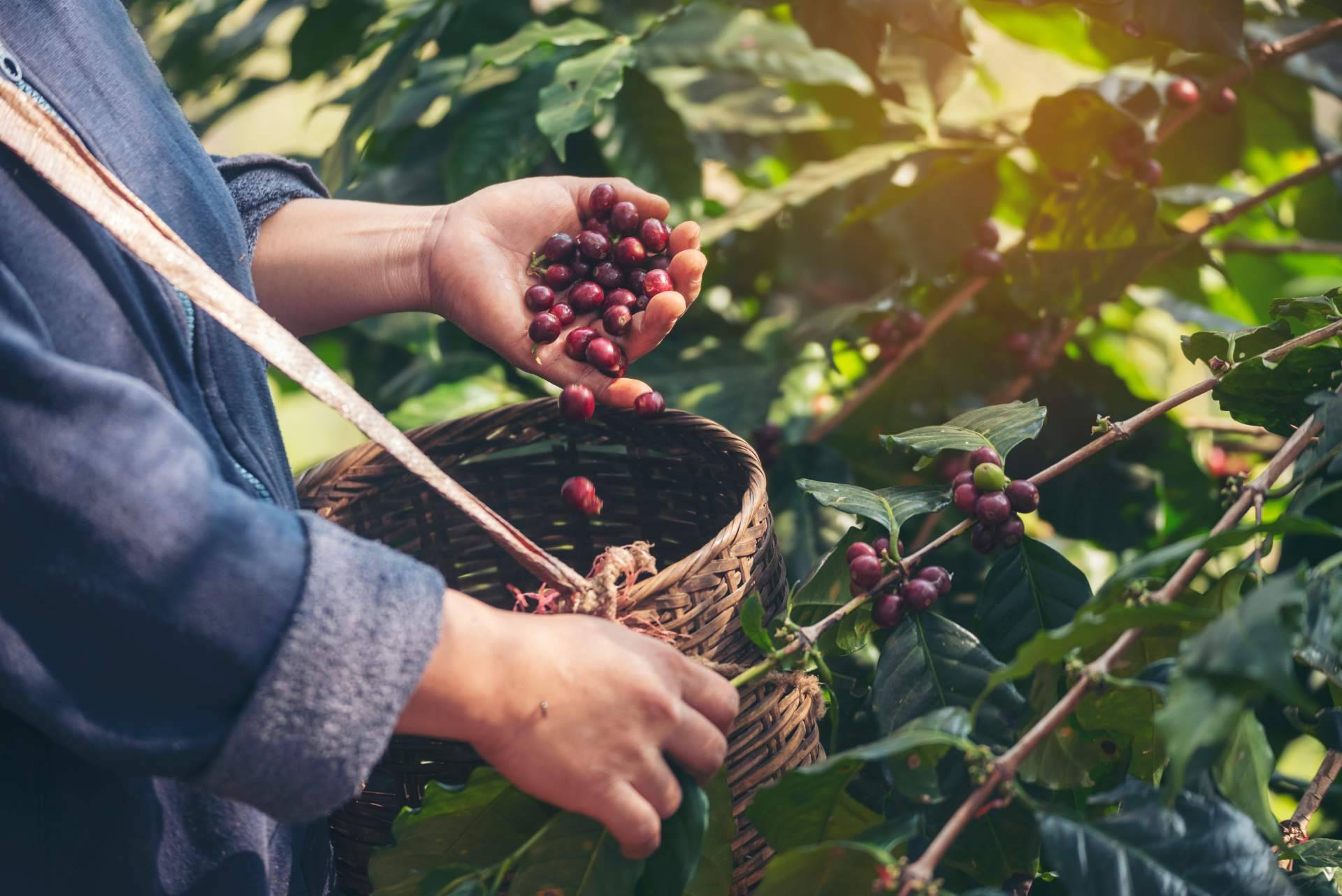 Fresh OCS impulsa el café de especialidad para empresas con soluciones premium en oficinas y espacios exclusivos