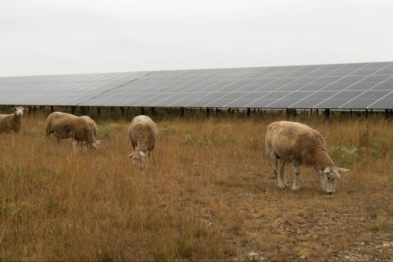 Operación y mantenimiento solar con respuesta ágil y monitorización continua, así trabaja BayWa r.e.