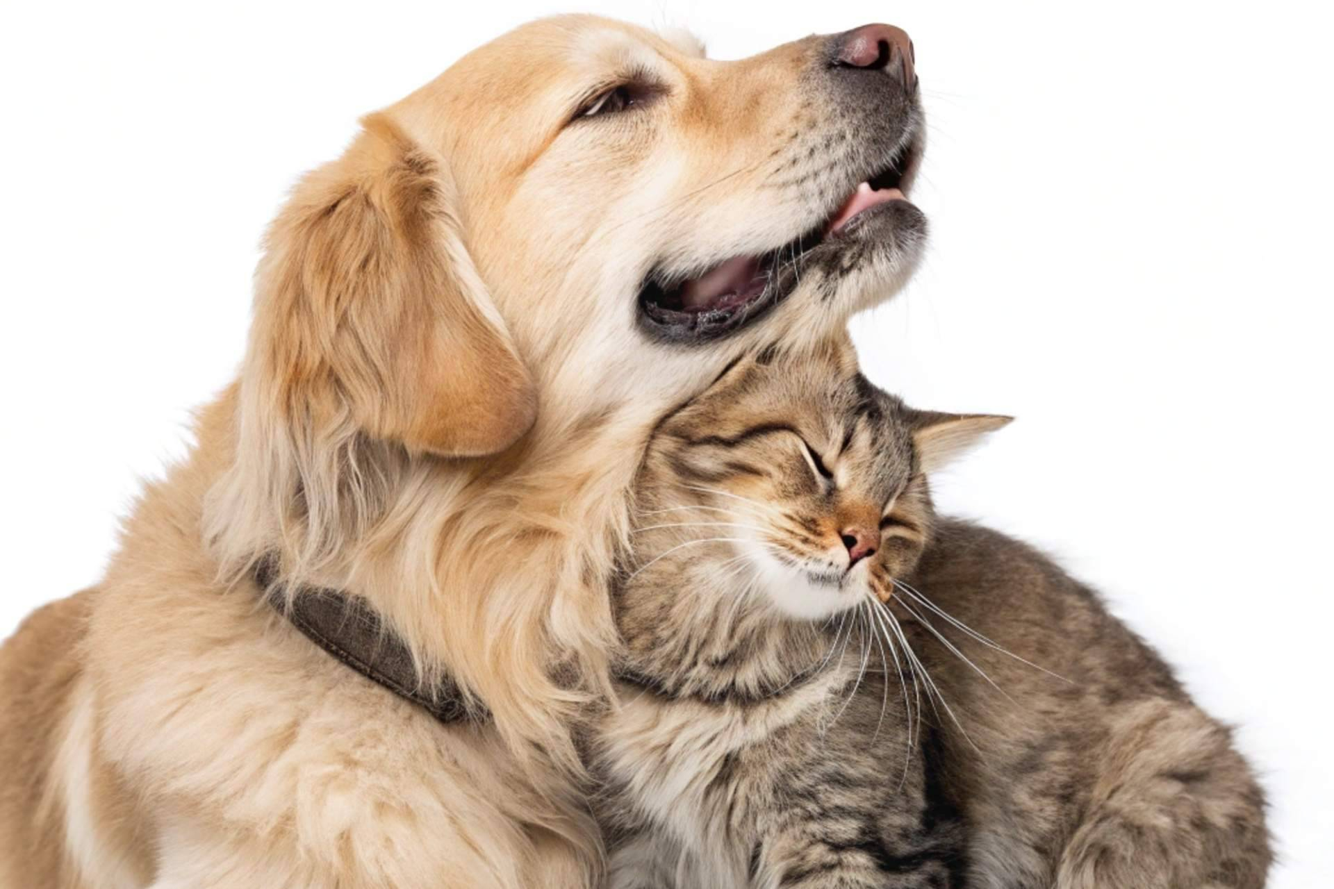 Ni juguetes ni correas; Koko Genetics tiene el regalo viral para mascotas (¡y con descuento!)