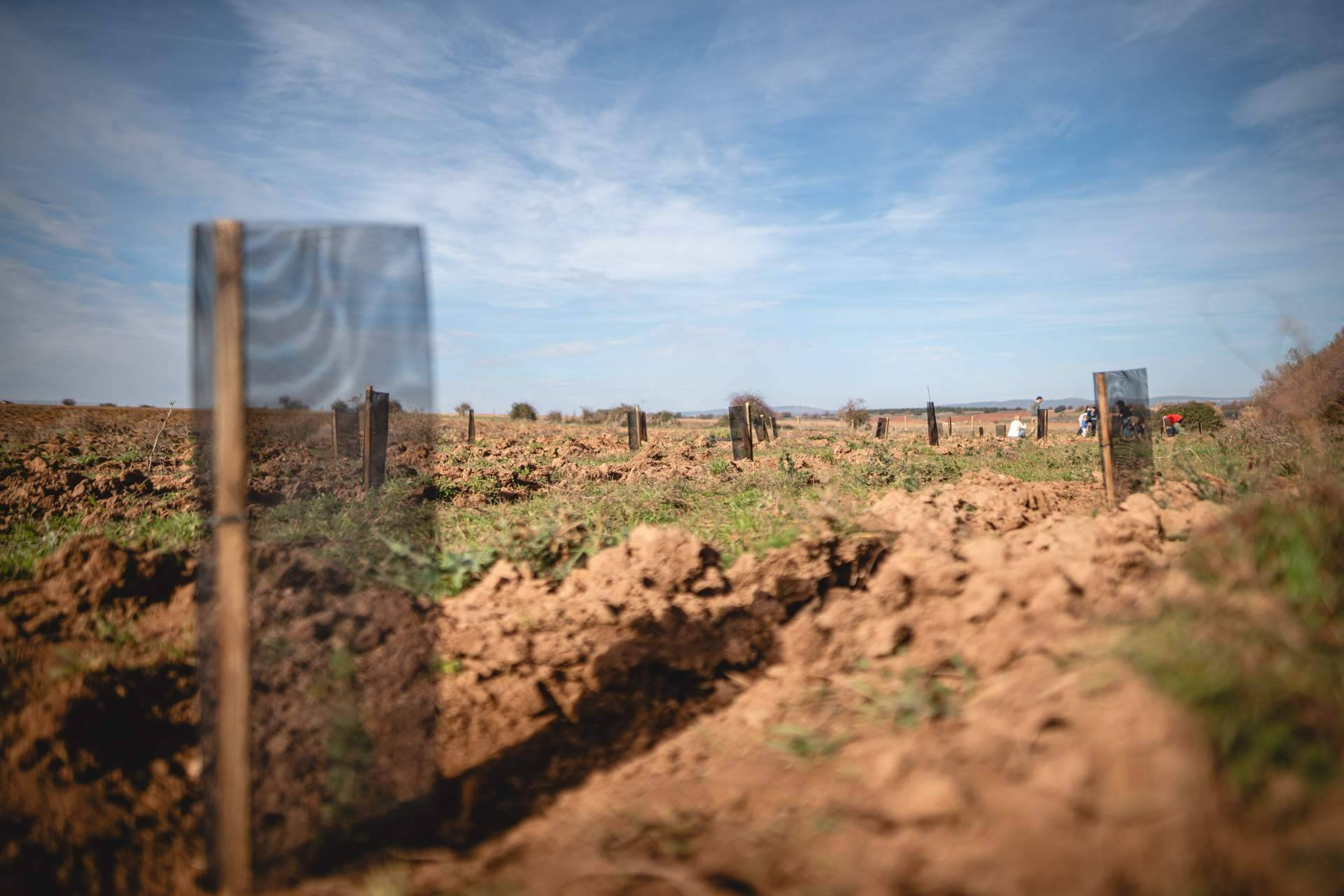 La reforestación como motor económico en zonas rurales afectadas por la despoblación