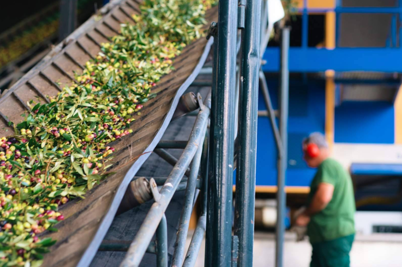 Nueva cosecha de AOVE; qué tener en cuenta antes de comprar aceite de oliva