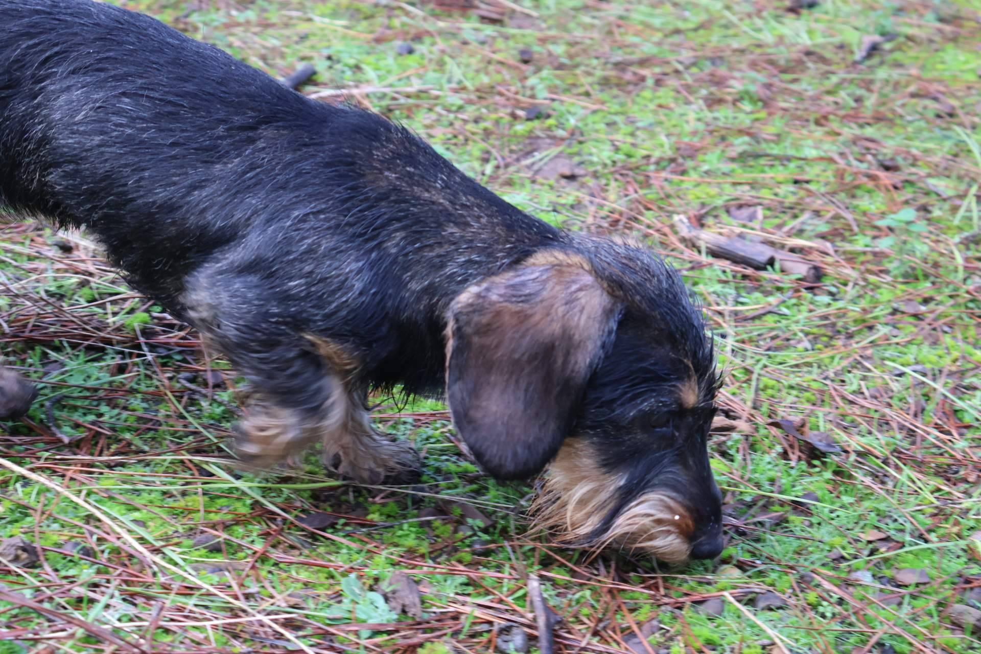 La apuesta de RAJ Canin FCI por la cría selectiva redefine la calidad del teckel kaninchen en España