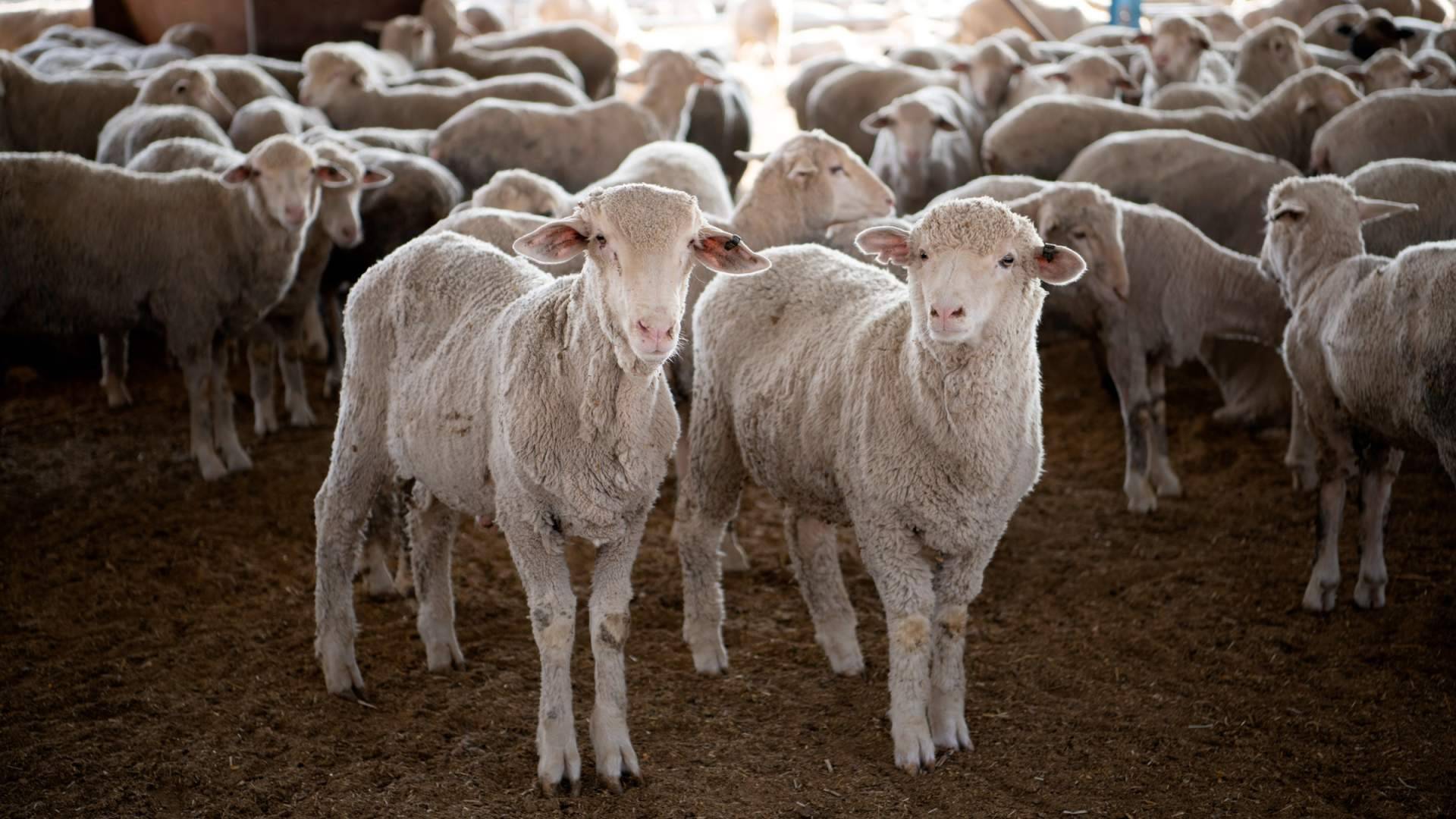 ¿Qué es el Eid al-Adha y cuándo se celebra este año?