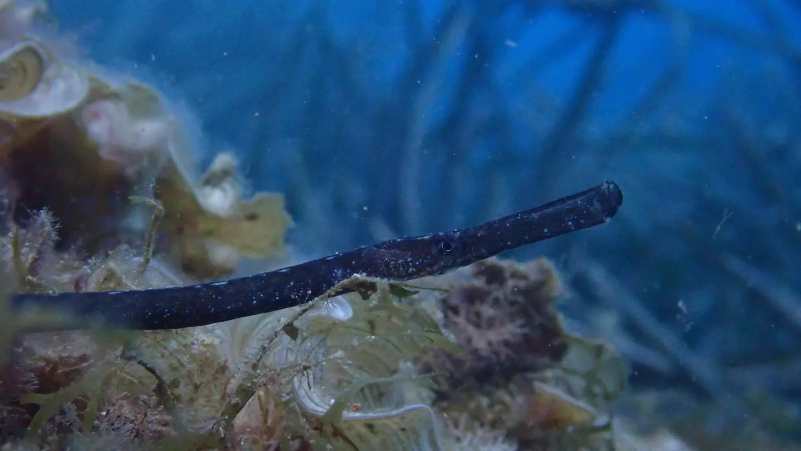 Un total de 55 peces pipa son liberados en el mar Balear como hito del Proyecto Peces Pipa