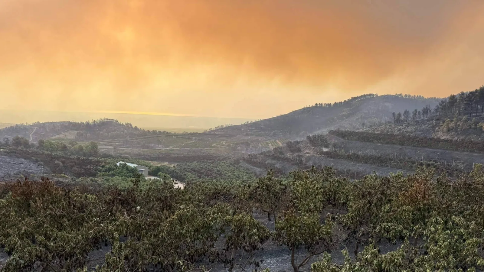 El incendio de Sierra de Espadán arrasa miles de árboles de Peña Alta y nace un plan para replantarlos